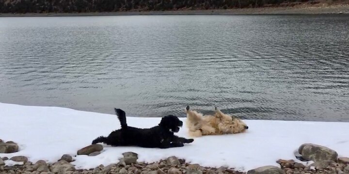 Dog relaxing near lake 